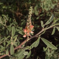 Indigofera oblongifolia Forssk.